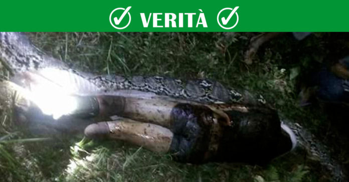 ritrovato nel corpo di un pitone