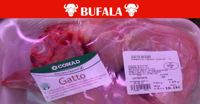 carne di gatto conad