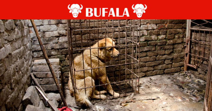 Cani nel ristorante cinese Cani nel ristorante cinese