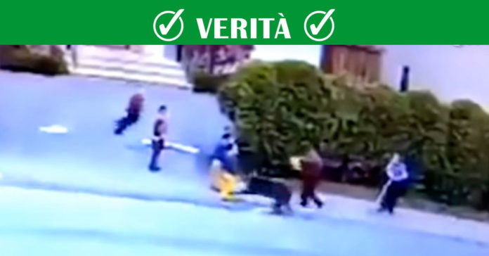 Pitbull Attacca Bimbo Pitbull Attacca Bimbo