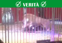 Francia. Leone azzanna il domatore francia leone azzanna domatore